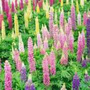 ヒメ日記 2025/05/15 16:32 投稿 天音 華恋人(カレント)