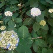 ヒメ日記 2025/05/27 15:04 投稿 天音 華恋人(カレント)