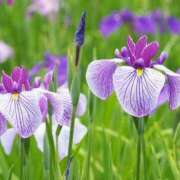 ヒメ日記 2025/06/24 10:45 投稿 天音 華恋人(カレント)