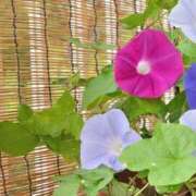 ヒメ日記 2025/07/08 13:59 投稿 天音 華恋人(カレント)