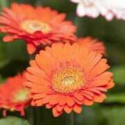 ヒメ日記 2025/10/18 10:03 投稿 天音 華恋人(カレント)