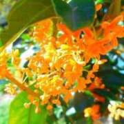 ヒメ日記 2025/10/27 10:37 投稿 天音 華恋人(カレント)