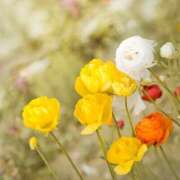 ヒメ日記 2025/11/04 14:01 投稿 天音 華恋人(カレント)