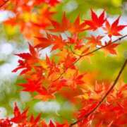 ヒメ日記 2025/11/19 11:18 投稿 天音 華恋人(カレント)