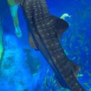 ヒメ日記 2025/07/21 22:38 投稿 柏木(かしわぎ)奥様 新潟人妻デリバリーヘルス下心