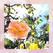 ヒメ日記 2025/03/24 12:00 投稿 ゆうみ THE ESUTE 五反田店