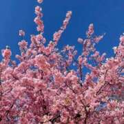 ヒメ日記 2026/04/01 12:04 投稿 ゆうみ THE ESUTE 五反田店