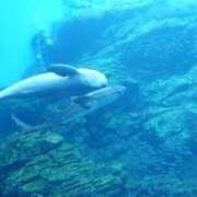 ヒメ日記 2026/01/15 00:58 投稿 あきほ 熟女の風俗最終章 仙台店