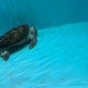 ヒメ日記 2026/02/06 22:44 投稿 あきほ 熟女の風俗最終章 仙台店