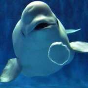 ヒメ日記 2026/03/17 21:14 投稿 あきほ 熟女の風俗最終章 仙台店