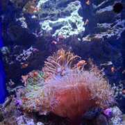 ヒメ日記 2026/03/18 15:00 投稿 あきほ 熟女の風俗最終章 仙台店