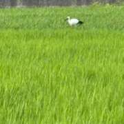 ヒメ日記 2026/07/27 17:14 投稿 あきほ 熟女の風俗最終章 仙台店