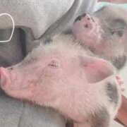 ヒメ日記 2025/01/18 14:40 投稿 ひまわり 大阪はまちゃん日本橋店