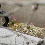 ヒメ日記 2026/03/17 22:30 投稿 ひまわり コンカフェ×オナクラ @LOVE日本橋店