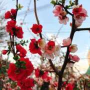 ヒメ日記 2026/03/24 18:34 投稿 ひまわり コンカフェ×オナクラ @LOVE日本橋店