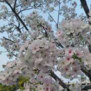 ヒメ日記 2026/04/16 11:30 投稿 なつ 即トク奥さん