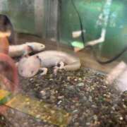 ヒメ日記 2025/11/02 09:43 投稿 はな奥様 なすがママされるがママ