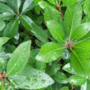 ヒメ日記 2025/06/11 10:08 投稿 はな奥様 なすがママされるがママ川越