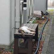 ヒメ日記 2025/08/25 23:10 投稿 はな奥様 なすがママされるがママ川越