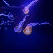 ヒメ日記 2025/05/04 22:08 投稿 りな 俺のKissリフレ