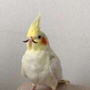 はづき えー…???(> - <　)三(　> - <)??? 千葉柏ちゃんこ