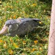 ヒメ日記 2024/12/27 16:12 投稿 ゆい ANGEL KISS 池袋