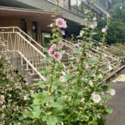 ヒメ日記 2025/06/25 16:06 投稿 ゆい ANGEL KISS 池袋