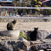 ヒメ日記 2026/02/02 15:00 投稿 ゆい ANGEL KISS 池袋