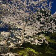 ヒメ日記 2025/04/03 21:18 投稿 本城くらら 色気あるワイフ