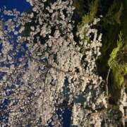 ヒメ日記 2025/04/03 21:12 投稿 本城くらら ワイフコレクション