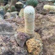 ヒメ日記 2026/01/18 15:03 投稿 まなみ Welcome Cafe(ウェルカムカフェ) 八王子本店