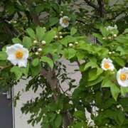 ヒメ日記 2025/06/24 09:54 投稿 ゆりえ 熟女の風俗最終章 仙台店