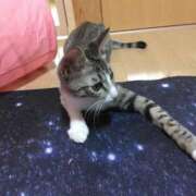 ヒメ日記 2025/11/12 02:35 投稿 えな 熟女家 東大阪店（布施・長田）