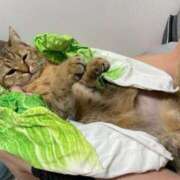 ヒメ日記 2026/04/16 18:05 投稿 えな 熟女家 東大阪店（布施・長田）