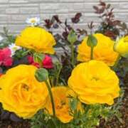 ヒメ日記 2026/04/02 09:42 投稿 ちなみ 熟女総本店