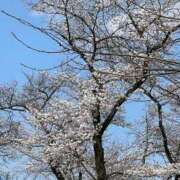 ヒメ日記 2025/03/31 01:03 投稿 ゆずき Second Love（セカンドラブ）