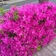 ヒメ日記 2025/04/27 05:49 投稿 ゆずき Second Love（セカンドラブ）