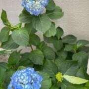 ヒメ日記 2025/05/22 14:13 投稿 ゆずき Second Love（セカンドラブ）