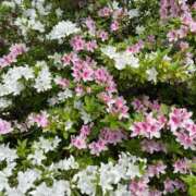 ゆずき まもなく♡ Second Love（セカンドラブ）