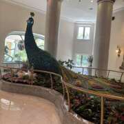 ヒメ日記 2026/01/03 09:13 投稿 赤坂(あかさか) Ageha（あげは）