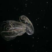 ヒメ日記 2025/03/24 10:51 投稿 ちづる ニューヨークニューヨーク