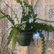 ヒメ日記 2025/08/26 13:52 投稿 ちづる ニューヨークニューヨーク