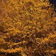 ヒメ日記 2025/11/11 20:50 投稿 朱里(あかり) 札幌人妻マドンナ