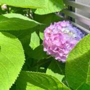 ヒメ日記 2025/05/22 12:17 投稿 せな 錦糸町ハートショコラ（シンデレラグループ）