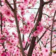 ヒメ日記 2026/03/31 11:50 投稿 ♡みなと先生♡ 梅田ムチぽよ女学院