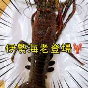 ヒメ日記 2024/12/30 22:05 投稿 一条あんり セクシーキャット 神田店