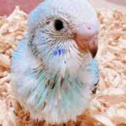 ヒメ日記 2025/04/16 14:48 投稿 一条あんり セクシーキャット 神田店