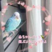 ヒメ日記 2025/04/26 08:30 投稿 一条あんり セクシーキャット 神田店