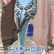 ヒメ日記 2025/05/18 10:15 投稿 一条あんり セクシーキャット 神田店