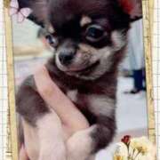 ヒメ日記 2025/09/20 12:05 投稿 一条あんり セクシーキャット 神田店